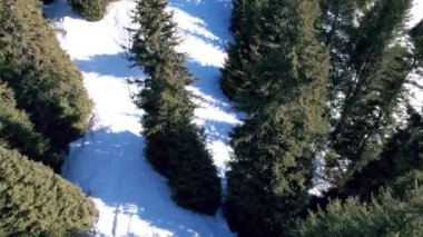 Snowy white mountains with tall coniferous trees. Steep cliffs and precipices are visible in places. Lots of snow. Snowboard tracks and trails. Low bushes grow. Climbing the peak. Almaty, Kazakhstan