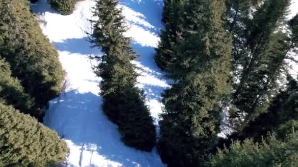 背の高い針葉樹の木と雪の白い山 場所には急な崖や絶壁が見えます 雪がたくさん スノーボードトラックやトレイル 低い茂みが成長する ピークを登る カザフスタンのアルマトイ — ストック動画