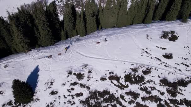 Два Альпиниста Идут Заснеженному Хребту Через Лес Высокие Хвойные Зеленые — стоковое видео