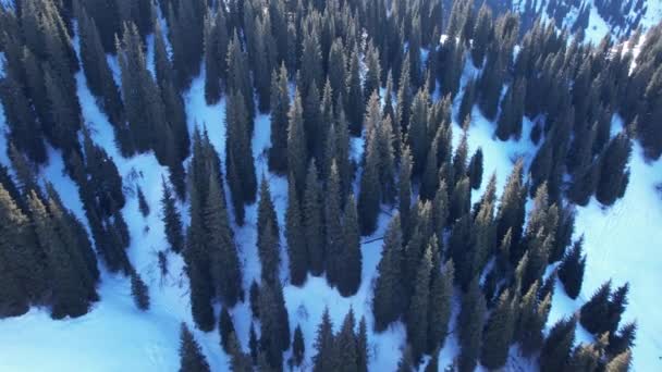 Сніжні Білі Гори Високими Хвойними Деревами Круті Скелі Кручі Видно — стокове відео