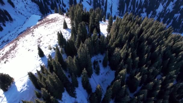 雪白的山 长着高大的针叶树 陡峭的悬崖和悬崖在一些地方是看得见的 很多雪 滑雪板的痕迹和小径 矮小的灌木丛生长 爬上山顶 哈萨克斯坦阿拉木图 — 图库视频影像