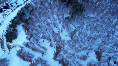 Winter forest on the slopes of the mountains. Aerial view from a drone of trees in snowy mountains. Coniferous, pine, fir trees and bushes are scattered along steep ridges. Peace in the forest.