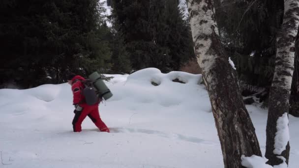 冬の森の中を雪の中を観光客が歩く 背の高い緑の針葉樹と白樺の幹があります 雪の中に痕跡がある 雪の下には大きな石や茂みがあります — ストック動画