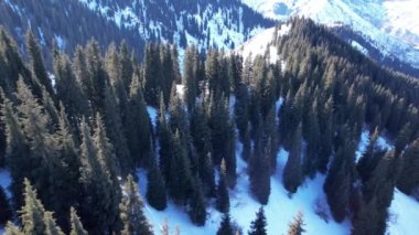 Snowy white mountains with tall coniferous trees. Steep cliffs and precipices are visible in places. Lots of snow. Snowboard tracks and trails. Low bushes grow. Climbing the peak. Almaty, Kazakhstan