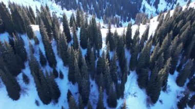 Snowy white mountains with tall coniferous trees. Steep cliffs and precipices are visible in places. Lots of snow. Snowboard tracks and trails. Low bushes grow. Climbing the peak. Almaty, Kazakhstan