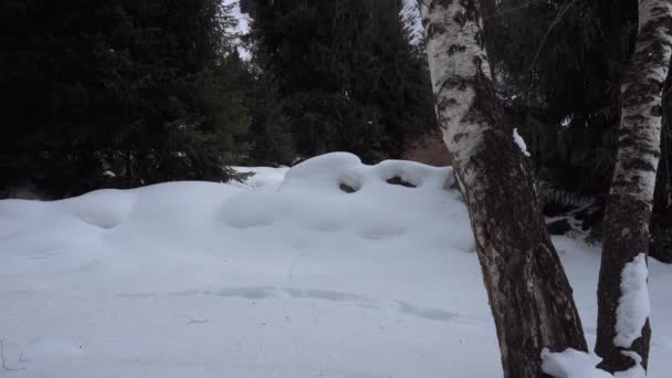 Brzozy Zimowym Lesie Wśród Pierworodnych Jest Biały Śnieg Duże Zaspy — Wideo stockowe