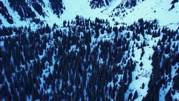 Coniferous Forest Snowy Mountains White Clouds Float Sky Top View — Vídeo de stock