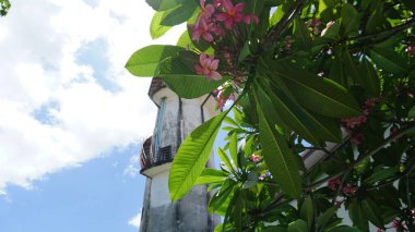 Su kulesindeki bir ağacın yapraklarının arasından bak. Dallarda büyük yeşil yapraklar ve pembe çiçekler. Plastik boruları olan eski bir kule. Paslı bir merdiven. Mavi gökyüzünde beyaz bulutlar. Plumeria Ağacı