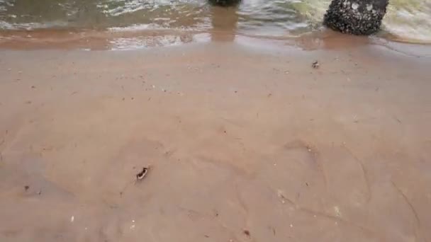 Kraby Walczą Jedzenie Uciekają Drona Piaszczysta Plaża Płytką Rzeką Drewnianym — Wideo stockowe