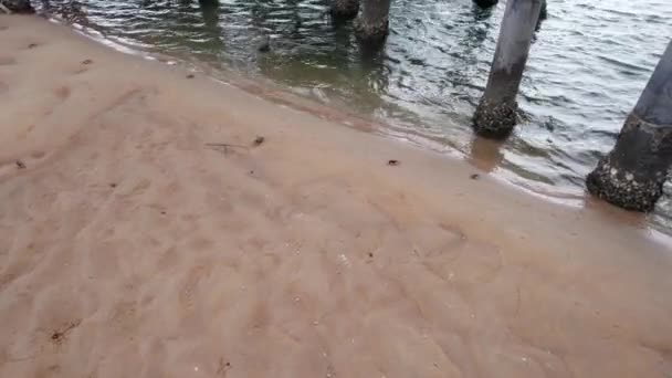 Yengeçler Yemek Için Savaşır Dan Kaçar Sığ Bir Nehri Ahşap — Stok video