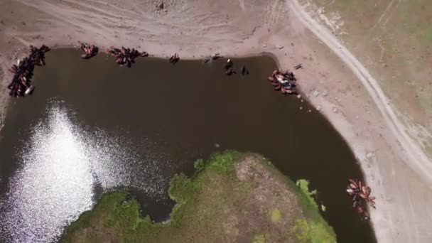 Flock Hästar Bergen Nära Ett Vattenhål Dricker Vatten Viftar Med — Stockvideo