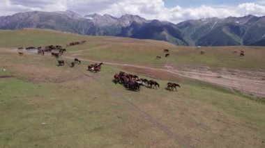 Bir su birikintisinin yakınındaki dağlarda bir at sürüsü. Su içerler, yelelerini ve kuyruklarını sallarlar. Güneşin yansıması, bulutlar ve sudaki dağlar. Yeşil çimenler. Patikada yürüyen atlar