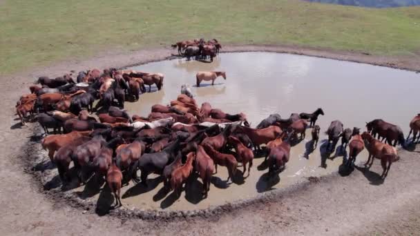 Eine Herde Pferde Den Bergen Der Nähe Eines Wasserlochs Sie — Stockvideo