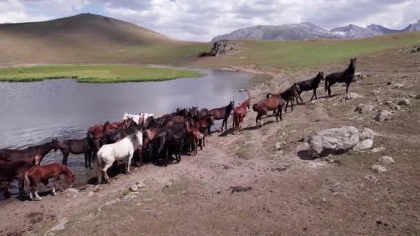 Ένα Κοπάδι Άλογα Στα Βουνά Κοντά Μια Τρύπα Ποτίσματος Πίνουν — Αρχείο Βίντεο