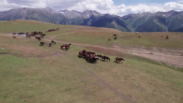 Eine Herde Pferde Den Bergen Der Nähe Eines Wasserlochs Sie — Stockvideo