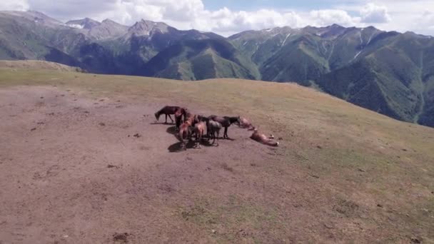 Troupeau Chevaux Dans Les Montagnes Près Abreuvoir Les Chevaux Égratignent — Video