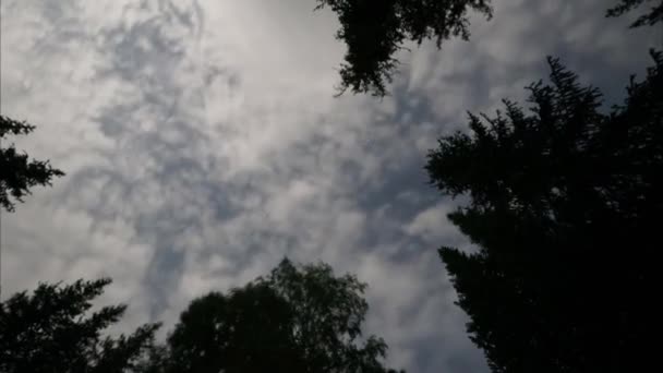 Timelapse Gwiaździstego Nieba Widokiem Drzewa Iglaste Lasu Chmury Unoszą Się — Wideo stockowe