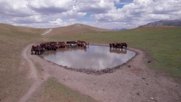 Sekumpulan Kuda Pegunungan Dekat Mata Air Mereka Minum Air Melambaikan — Stok Video