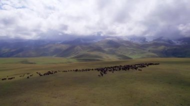 Dağ yeşil tarlalarında otlayan bir koyun sürüsü. Koyunlar İHA 'dan kaçıyorlar. Beyaz bulutlarla kaplanmış karlı tepelerin manzarası. Çayırlardaki bulutların gölgeleri. Yeşil tepeler. Kazakistan