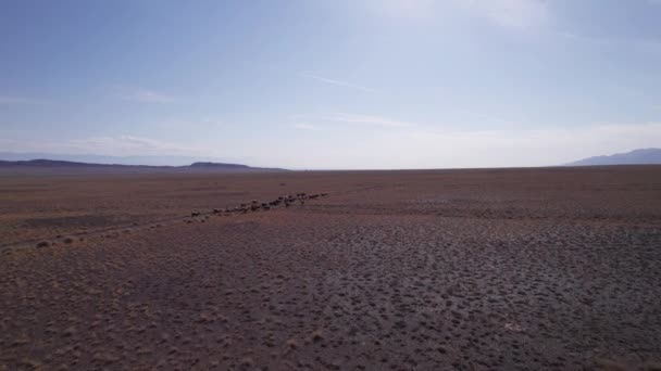 黄色いステップで放牧する牛の群れ すべての草は乾燥し 砂がたくさんあります 高山は遠くから見える 白い雲で青い空 道を歩いているカーペット — ストック動画