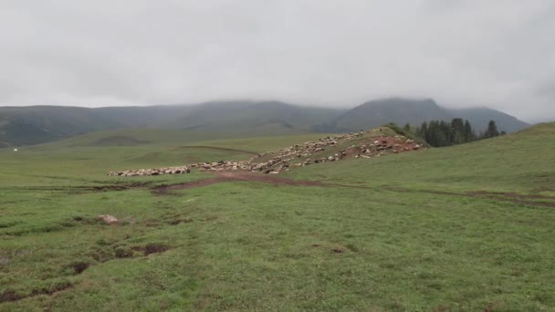 Bir Koyun Sürüsü Akşam Yeşil Tepelerde Otluyor Sis Bulutlar Uzaktan — Stok video