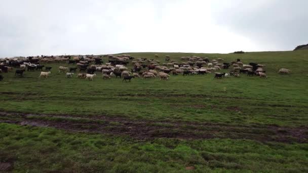 Večer Zelených Kopcích Pasou Ovce Dálce Vidět Mlha Mraky Pastýř — Stock video