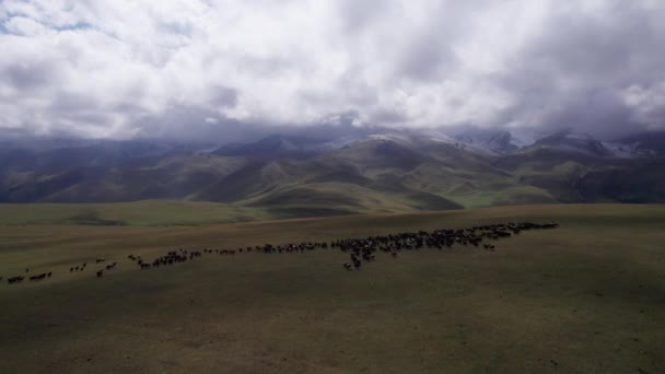 Una Mandria Pecore Pascolo Campo Verde Montagna Pecore Stanno Scappando — Video Stock
