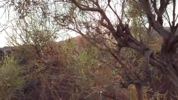 Sebuah Semak Saxaul Kuno Tumbuh Tengah Ngarai Berpasir Berwarna Dan — Stok Video