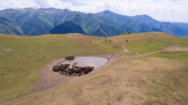 Bir su birikintisinin yakınındaki dağlarda bir at sürüsü. Su içerler, yelelerini ve kuyruklarını sallarlar. Güneşin yansıması, bulutlar ve sudaki dağlar. Yeşil çimenler. Patikada yürüyen atlar