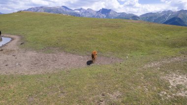 Dağlarda küçük bir boğa komik bir şekilde hapşırır. Su birikintisinin yanındaki yeşil bir tarlada duran turuncu bir ineğin hava görüntüsü. Dağların zirveleri uzaklardan görülebilir.