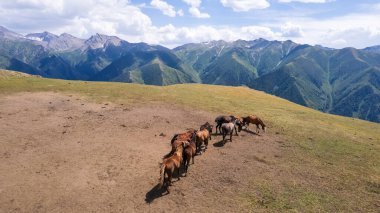 Bir su birikintisinin yakınındaki dağlarda bir at sürüsü. Su içerler, yelelerini ve kuyruklarını sallarlar. Güneşin yansıması, bulutlar ve sudaki dağlar. Yeşil çimenler. Patikada yürüyen atlar