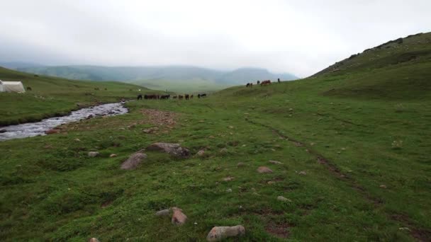川と緑の丘に沿って馬の群れが放牧する 遠くの白い雲と霧がピークを覆っていた ホワイトペルーがあります 川のそばに石がある 暗い車が運転している — ストック動画
