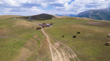 Bir su birikintisinin yakınındaki dağlarda bir at sürüsü. Su içerler, yelelerini ve kuyruklarını sallarlar. Güneşin yansıması, bulutlar ve sudaki dağlar. Yeşil çimenler. Patikada yürüyen atlar
