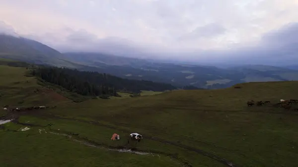Pink-purple sunset in the mountains with green fields. There is a white yurt, a mountain river runs. Huge clouds. A herd of horses is walking. An SUV next to the mud and a tent. Tourists gather
