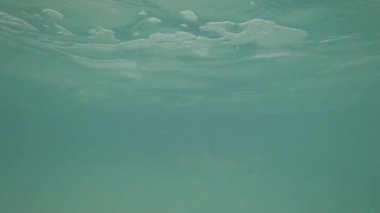 Resif köpekbalıkları bulanık suda kıyıya yakın yüzerler. Küçük balıkları avlarlar. İnsandan hızla uzaklaşırlar. Ucunda siyah yüzgeçleri olan gri köpekbalıkları. Yağmurdan sonraki deniz, suyun mavi rengi.