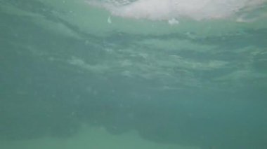 Resif köpekbalıkları bulanık suda kıyıya yakın yüzerler. Küçük balıkları avlarlar. İnsandan hızla uzaklaşırlar. Ucunda siyah yüzgeçleri olan gri köpekbalıkları. Yağmurdan sonraki deniz, suyun mavi rengi.