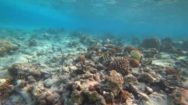Maldivler 'de balık ve mercanlarla şnorkelle yüzmek. Turkuaz berrak su. Güzel bir resif, ama bazı yerlerde rengini kaybetmiş. Bir sürü farklı balık var. Beyaz kum. Güneşten gelen ışınlar. Yeni mercanlar