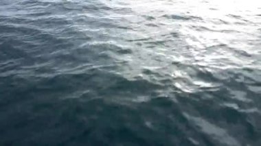 Bir yunus sürüsü teknenin önünde yüzüyor. Güneşten parlayan mavi bir su. Kamera suyun altına iniyor, yunuslar yüzüyor. Kameraya çok yakın. Turkuaz okyanus suyu