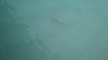 Resif köpekbalıkları bulanık suda kıyıya yakın yüzerler. Küçük balıkları avlarlar. İnsandan hızla uzaklaşırlar. Ucunda siyah yüzgeçleri olan gri köpekbalıkları. Yağmurdan sonraki deniz, suyun mavi rengi.