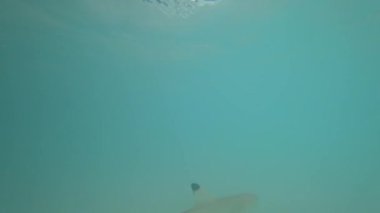 Resif köpekbalıkları bulanık suda kıyıya yakın yüzerler. Küçük balıkları avlarlar. İnsandan hızla uzaklaşırlar. Ucunda siyah yüzgeçleri olan gri köpekbalıkları. Yağmurdan sonraki deniz, suyun mavi rengi.