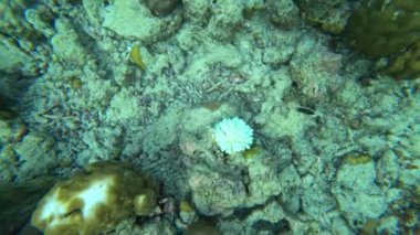 Okyanusta bir mercan adasının yakınında balıkla şnorkelle yüzmek. Bazı yerlerde resif ölü ve renksizdir, ama yeni bir tanesi de canlıdır. Renkli balık sürüleri yüzüyor. Aşağıda çöp var.