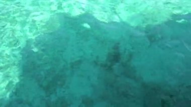 Maldivler 'de balıklı turkuaz okyanus suyu. Bir direğin yanında yüzen renkli bir balığın köprüsünün manzarası ve küçük bir balık sürüsü. Beyaz kum. Güneş ışınları suda parıldıyor.