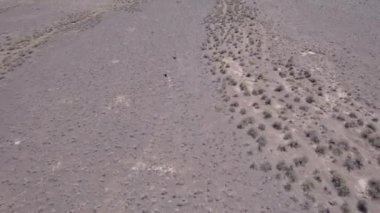 İki ceylan bozkırda bir drondan kaçıyor. Gazella subgutturosa çalılık biçimindeki engelleri çok çabuk aşar. Toz toynakların altından uçup gidiyor. Vahşi doğadaki ceylanlar