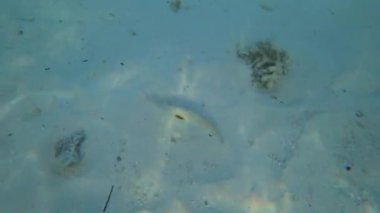 Maldivler 'de balık ve mercanlarla şnorkelle yüzmek. Turkuaz berrak su. Güzel bir resif, ama bazı yerlerde rengini kaybetmiş. Bir sürü farklı balık var. Beyaz kum. Güneşten gelen ışınlar. Yeni mercanlar