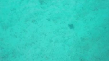 Bir deniz vatozu berrak okyanus suyunda yüzer. Manta vatozları suyun yüzeyine yükselir ve yiyecek aramak için dibe batar. Denizin en yüksek turkuaz su manzarası. Küçük mercanlar görünür.