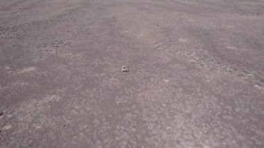 İki ceylan bozkırda bir drondan kaçıyor. Gazella subgutturosa çalılık biçimindeki engelleri çok çabuk aşar. Toz toynakların altından uçup gidiyor. Vahşi doğadaki ceylanlar