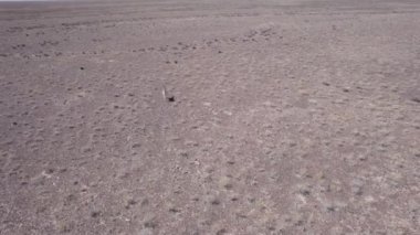 İki ceylan bozkırda bir drondan kaçıyor. Gazella subgutturosa çalılık biçimindeki engelleri çok çabuk aşar. Toz toynakların altından uçup gidiyor. Vahşi doğadaki ceylanlar