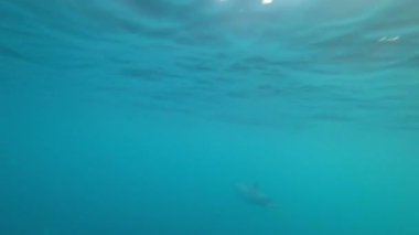 Bir yunus sürüsü teknenin önünde yüzüyor. Güneşten parlayan mavi bir su. Kamera suyun altına iniyor, yunuslar yüzüyor. Kameraya çok yakın. Turkuaz okyanus suyu