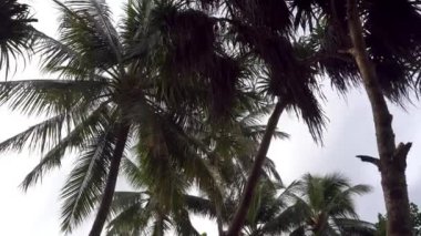 Büyük palmiye yaprakları ve kökleri olan yeşil bir ada. Kar beyazı mercan kumu, yeşil çimen. Bahçedeki patika. Bazı yerlerde sarmaşıklar, büyük yapraklı güzel çalılar vardır. Denizde tropik bir ada