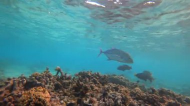 Maldivler 'de balık ve mercanlarla şnorkelle yüzmek. Turkuaz berrak su. Güzel bir resif, ama bazı yerlerde rengini kaybetmiş. Bir sürü farklı balık var. Beyaz kum. Güneşten gelen ışınlar. Yeni mercanlar